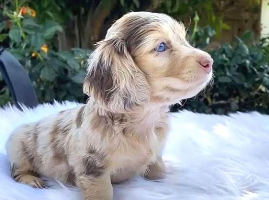 Isabella Merle Dapple Mavi̇ Gözlü Long Haşr Dacshund