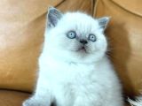 Dikkat Çekici Güzelliğiyle Bluepoint British Shorthair