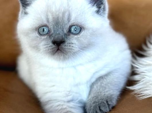 Dikkat Çekici Güzelliğiyle Bluepoint British Shorthair görsel