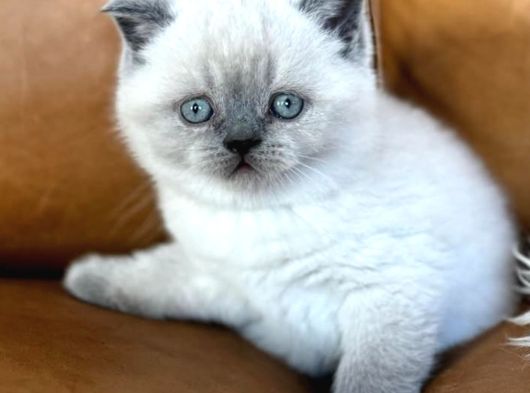 Dikkat Çekici Güzelliğiyle Bluepoint British Shorthair görsel