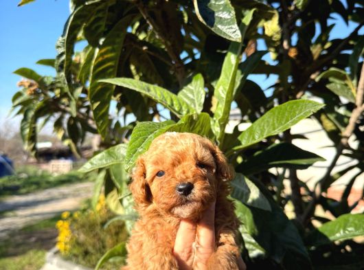 Maltipoo görsel
