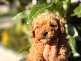 Maltipoo