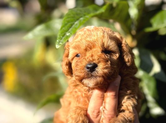 Maltipoo görsel