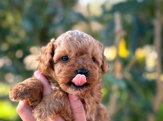 Maltipoo
