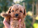 Maltipoo