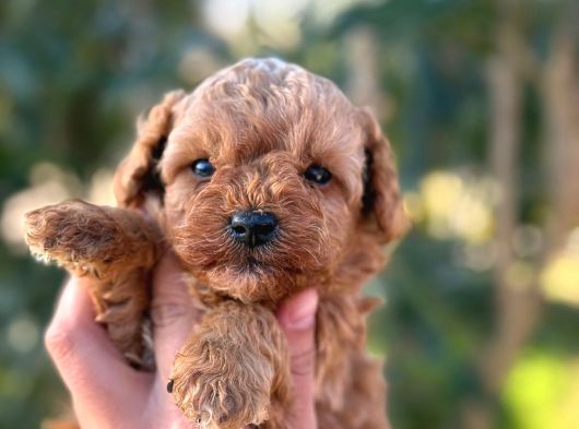 Maltipoo görsel