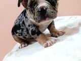 Exotic Bully Yavrular