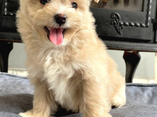 Sevi̇mli̇ Ve Mutlu Golden Yavrulari̇ Si̇zleri̇ Bekli̇yor görsel