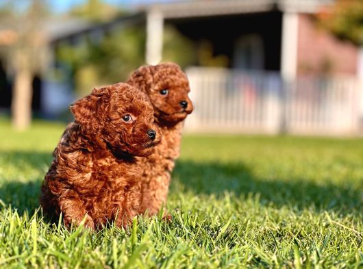 Birinci Sınıf Poodle Bebeklerimiz İstanbul görsel