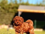 Birinci Sınıf Poodle Bebeklerimiz İstanbul