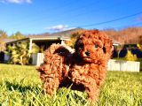 Birinci Sınıf Poodle Bebeklerimiz İstanbul
