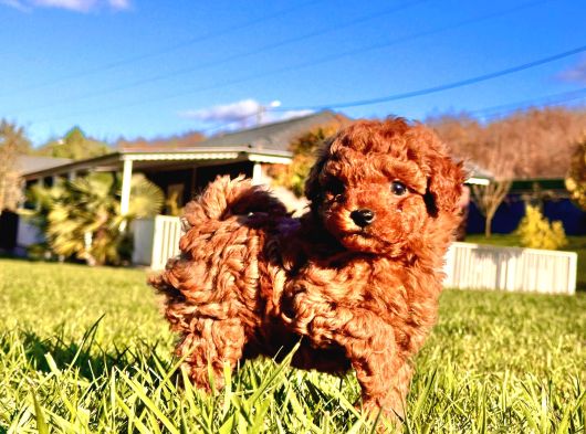 Birinci Sınıf Poodle Bebeklerimiz İstanbul görsel