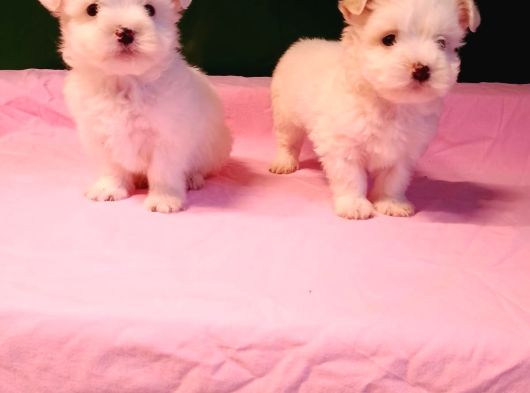 Teacup Maltese Bebekler görsel