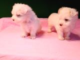 Kar Topu Gibi Maltipoo Bebekler