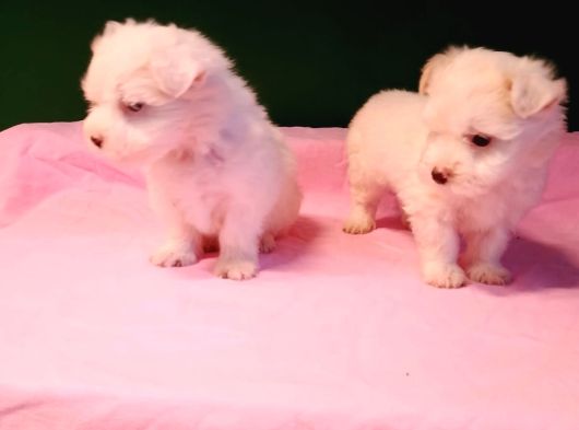 Kar Topu Gibi Maltipoo Bebekler görsel