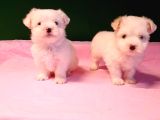 Teacup Maltese Bebekler