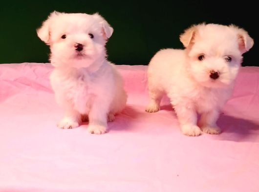 Teacup Maltese Bebekler görsel