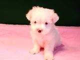 Kar Topu Gibi Maltipoo Bebekler