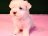 Kar topu gibi maltipoo bebekler