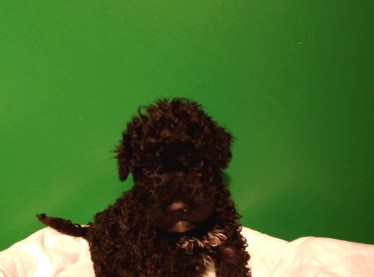 Siyah Toy Poodle görsel
