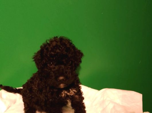 Siyah Toy Poodle