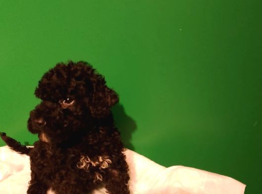 Siyah Toy Poodle görsel