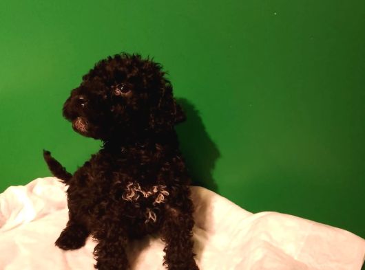 Siyah Toy Poodle görsel