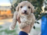 Maltipoo yavrularımız hepsi birbirinden şirin