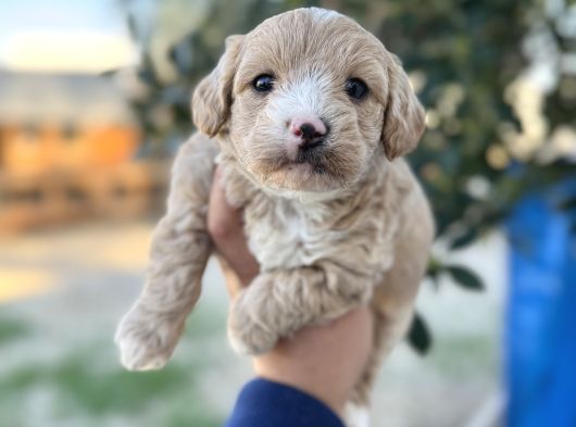 Maltipoo Yavrularımız Hepsi Birbirinden Şirin