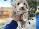 Maltipoo Yavrularımız Hepsi Birbirinden Şirin
