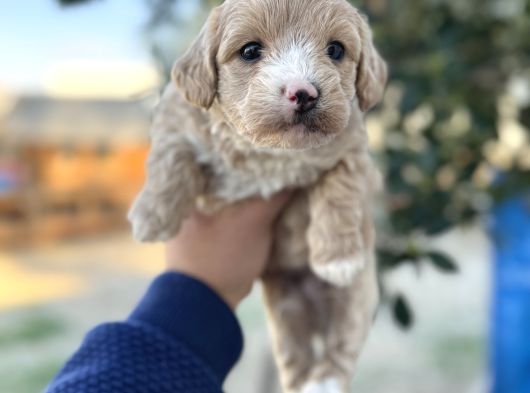 Maltipoo Yavrularımız Hepsi Birbirinden Şirin görsel