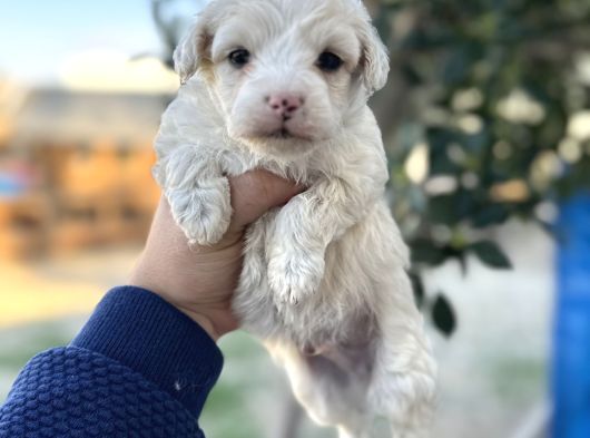 Maltipoo Yavrularımız Hepsi Birbirinden Şirin görsel