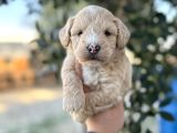 Maltipoo Yavrularımız Hepsi Birbirinden Şirin