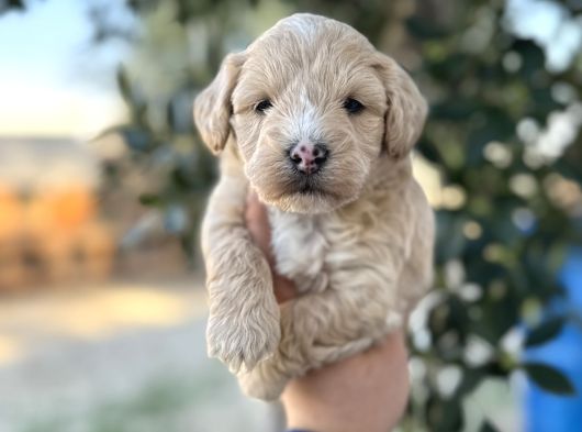 Maltipoo Yavrularımız Hepsi Birbirinden Şirin görsel