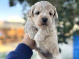 Maltipoo Yavrularımız Hepsi Birbirinden Şirin