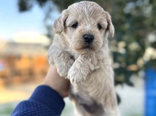 Maltipoo Yavrularımız Hepsi Birbirinden Şirin görsel