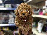 Toy poodle Yavrumuz üst kalite