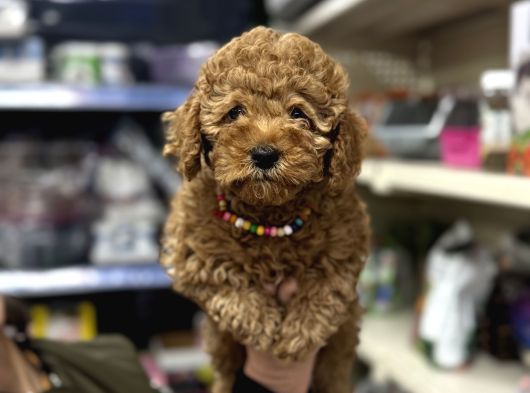 Toy Poodle Yavrumuz Üst Kalite