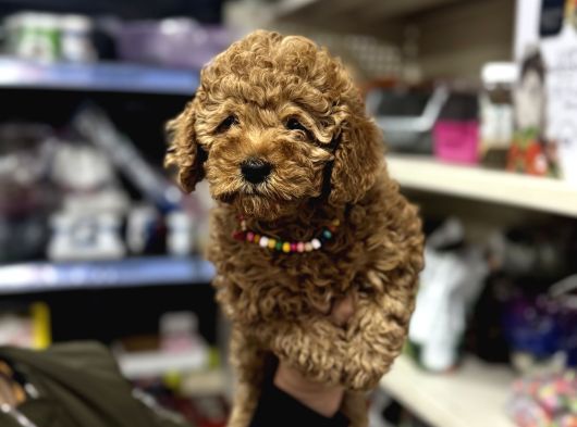Toy Poodle Yavrumuz Üst Kalite görsel