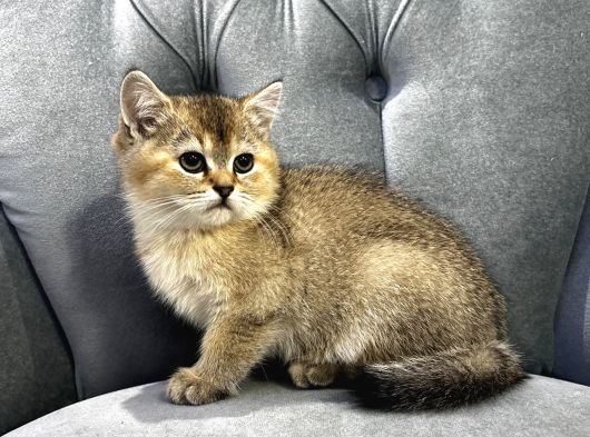 Ailenin Son Şımarık Yavrusu görsel