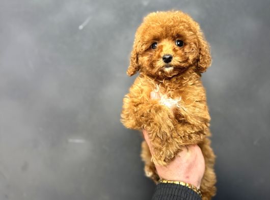 RED BROWN AŞILI GARANTİLİ DİŞİ TOY POODLE