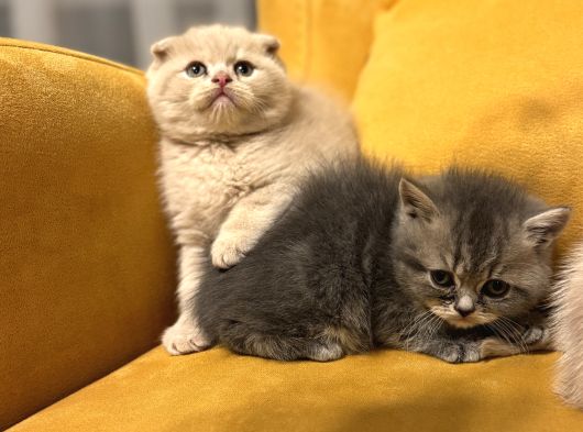 Safkan Scottish Fold Brittish Short Bebekler görsel