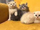 Safkan Scottish Fold Brittish Short Bebekler