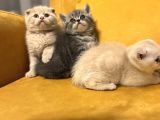 Safkan Scottish Fold Brittish Short Bebekler