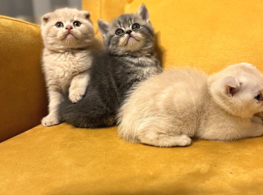 Safkan Scottish Fold Brittish Short Bebekler görsel