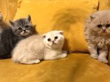 Safkan Scottish Fold Brittish Short Bebekler