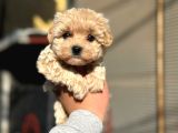 Sağlıklı Teacup Maltipoo Bebekler