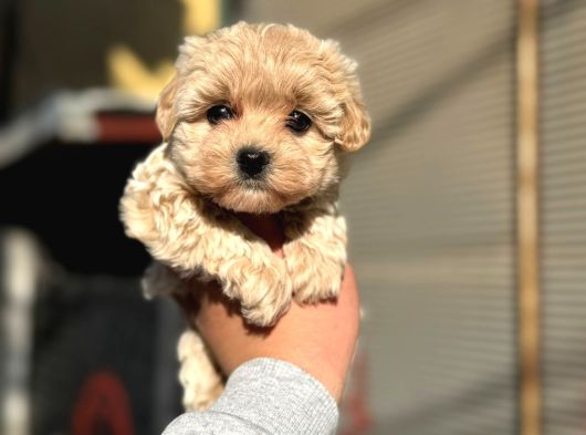 Sağlıklı Teacup Maltipoo Bebekler