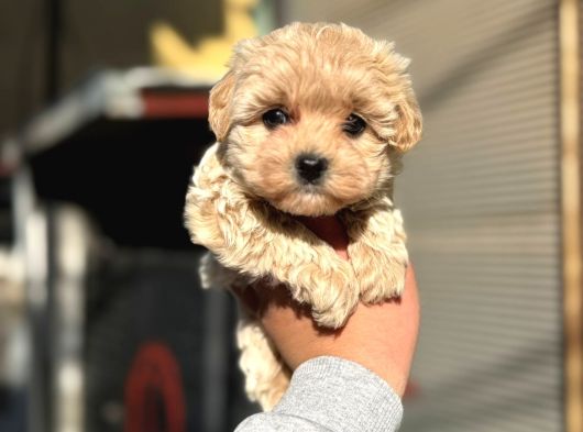 Sağlıklı Teacup Maltipoo Bebekler görsel