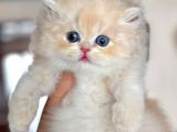Katalog Şampiyonu By Golden British Shorthair